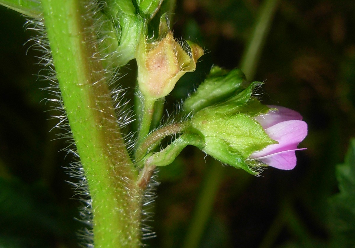 Malva nicaeensis All.